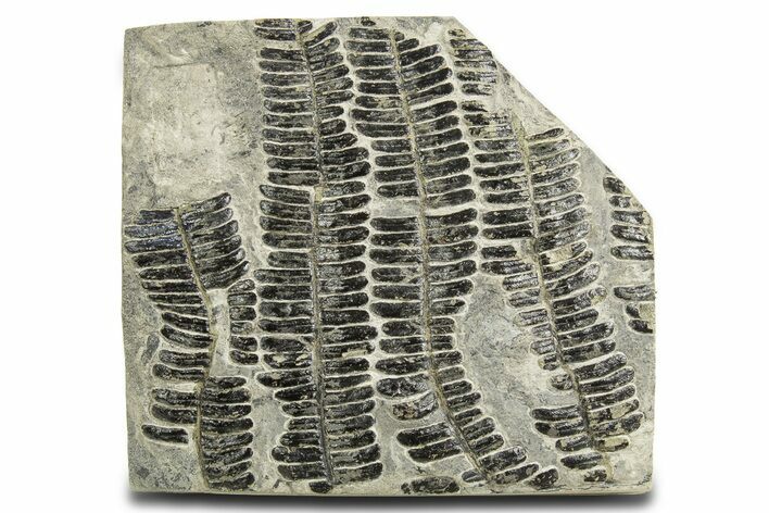 Carboniferous Fossil Fern (Callipteridium) Frond Plate - France #338443